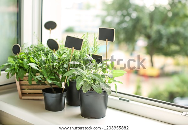 Pots Fresh Aromatic Herbs On Windowsill Stock Photo Edit Now