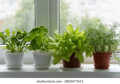 pots of herbs on the windowsill