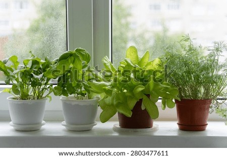 pots of herbs on the windowsill