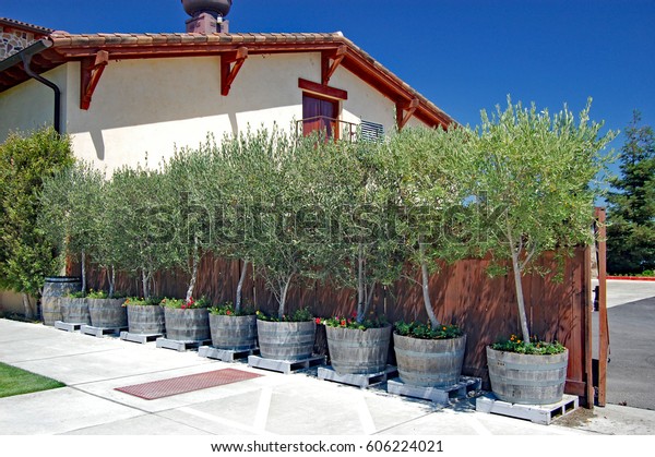 Pots Olive Trees On Patio California Stock Photo Edit Now 606224021