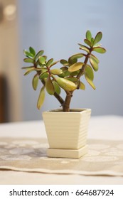 Pots on the table