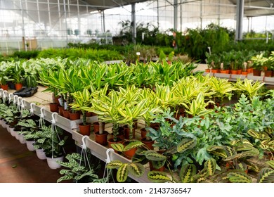Pots with planted dracaena with variegated foliage on showcase of garden center. Concept of growing of ornamental potted plants for home design