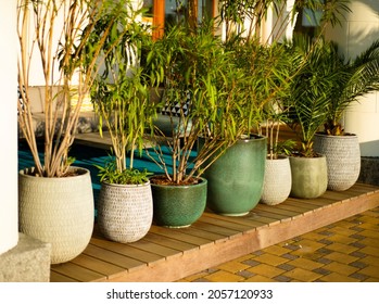 Pots Various With Decorative Exotic Plants. A Hedge Of Flowers In Ceramic Bowls On A Wooden Deck.