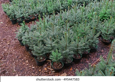 Pots with young fir tree plants in greenhouse - Shutterstock ID 495447583