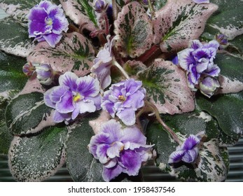 Potted African Violet Variety Macs Jubilant Stock Photo 1958437546 ...