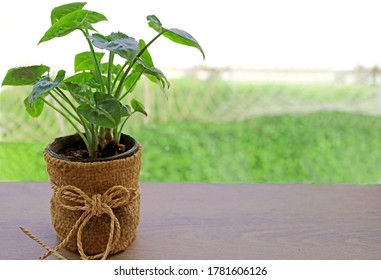 Potted Alocasia Cucullata On The Wooden Table Of Upper Floor Terrace With Blurry Backyard In Background