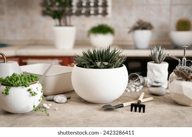 Potted Aloe Aristata house plant in white ceramic pot on a table indoors - Powered by Shutterstock