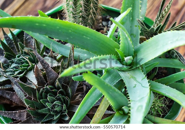Potted Aloe Vera Plant On Wooden Stock Photo Edit Now 550570714