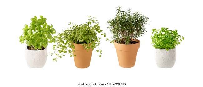 Potted Aromatic Food Herbs Collection For Garden Or Home. Basil, Rosemary, Oregano, Parsley Plants In Clay Pots Isolated On White Background