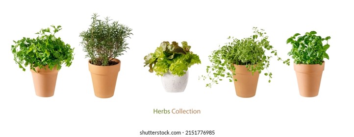 Potted aromatic food herbs collection for garden or home. Basil, rosemary, parsley, oregano and lettuce salad plants in clay pots isolated on white background