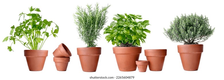 potted of aromatic plants in terra cotta pot on white background  - Powered by Shutterstock