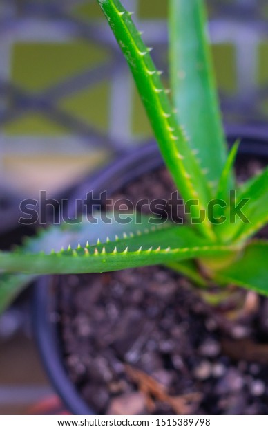 Potted Australian Tropical Succulant Aloe Vera Stock Photo Edit
