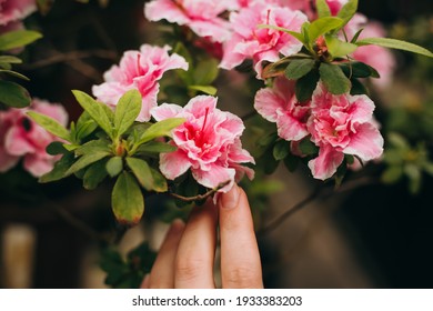 Potted Azalea Flower Macro Background