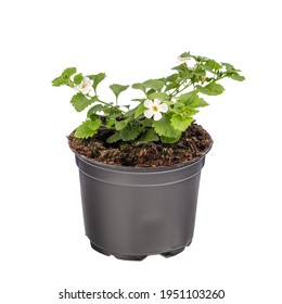 Potted Bacopa monnieri, the common names water hyssop on white background