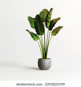 Potted banana plant isolated on white background - Powered by Shutterstock