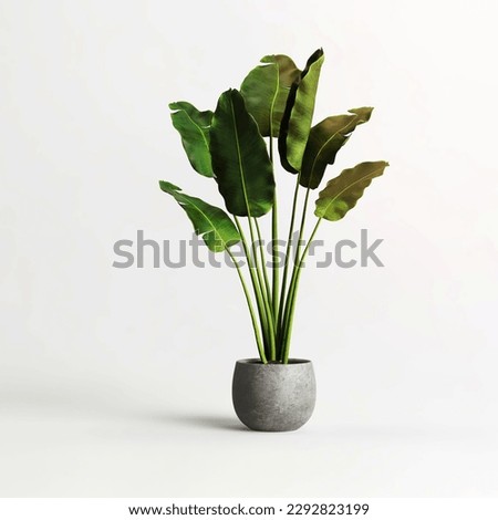 Potted banana plant isolated on white background