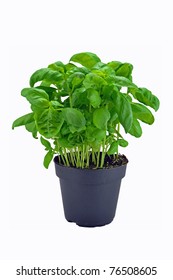 A Potted Basil Herb Plant On A White Background