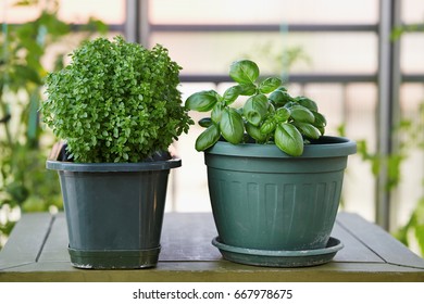 Potted Basil Plant Basil Herb Plant Stock Photo (Edit Now) 667978681