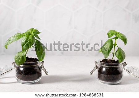 Potted basil plants in glass jars on kitchen table with tiled wall at background. Stylish concept of home garden. Fresh aromatic culinary herbs. copy space