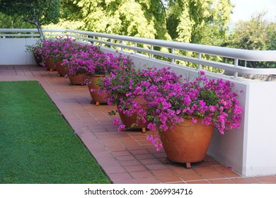 Potted Bougainvillea Parliament House Darwin.