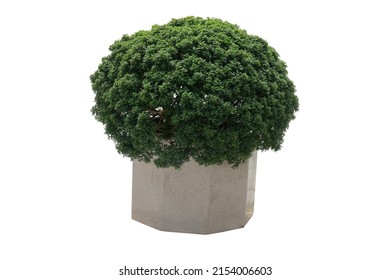 Potted Box Ball Plant With Decorative Pots Shrub For Outdoors, Isolated On White Background With Clipping Path.