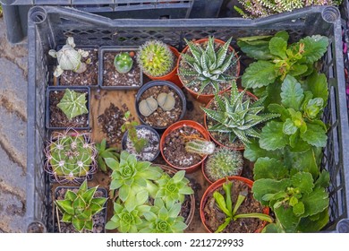 Potted Cactus Cactae Plants Variety in Crate