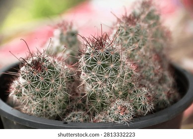 Potted cactus cluster with sharp hooked spines closeup