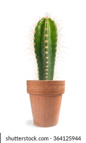   Potted  Cactus Isolated On White Background 