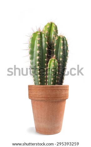   Potted  cactus isolated on white background 
