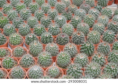 Potted Cactus Plants