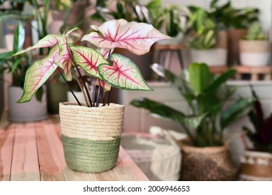 Potted 'Caladium White Queen' Plant With White Leaves And Pink Veins In Basket On Wooden Table In Front Of Other Plants In Blurry Background