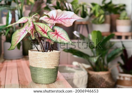 Potted 'Caladium White Queen' plant with white leaves and pink veins in basket on wooden table in front of other plants in blurry background