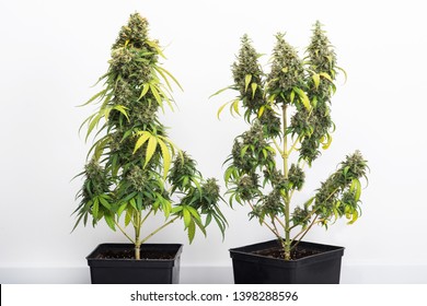 Potted Cannabis Plant, Hybrid Of Sativa And Indica On A White Background. Harvesting