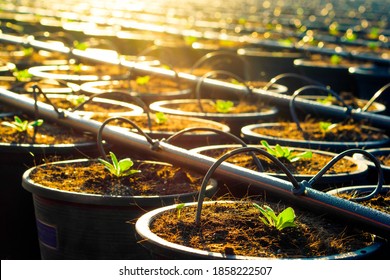 A potted chrysanthemum seedling grows in the orange rays of the sun in a hose watering system. Plant growth. Planting ornamental flowers. Flower industry business. - Powered by Shutterstock