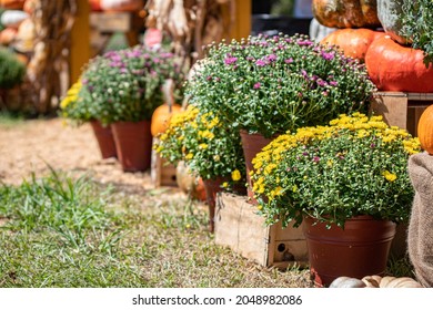 Potted Chrysanthemums On Display At An Outdoor Farmers Produce Stand In Rural Alabama.