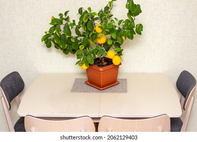 Potted Citrus Plant With Ripe Yellow-orange Fruits On The Dinner Table. Interior Design With Decorative Lemon Tree. Elegant Home Decor, Template. Indoor Gardening Hobby