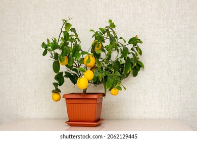 Potted Citrus Plant With Ripe Yellow-orange Fruits On The Dinner Table. Interior Design With Decorative Lemon Tree. Elegant Home Decor, Template. Indoor Gardening Hobby