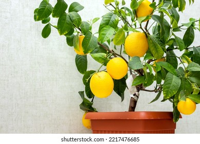 Potted Citrus Plant With Ripe Yellow-orange Fruits, Copy Space. Close-up Of Indoor Growing Lemon Volcameriana Tree.  Elegant Home Decor, Template. Home Gardening Hobby