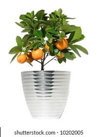 Potted Citrus Tree In A Metallic Pot, Isolated