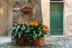 Potted Clivia, Common Names Natal Lily Or Bush Lily, Flowering Plants From The Family Amaryllidaceae, Against A Stone Wall In A Cobbled Alley, Italy