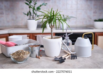 Potted Dracaena house plant on concrete table at home - Shutterstock ID 2227076011