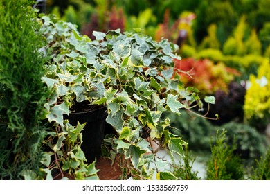 Potted English Ivy Houseplant On Garden Market, Shop. Home And Garden Decorative Ivy Plant In Pot On The Balcony, Terrace.