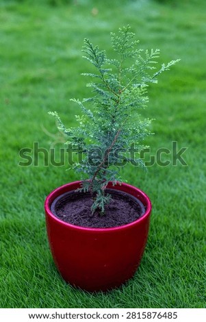 Potted Evergreen Juniper Sapling in Red Ceramic Pot Placed on Grass