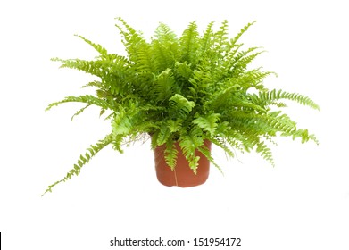 Potted Fern