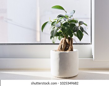 Potted Ficus Bonsai On Light Windowsill. Indoor Flower For Office Concept