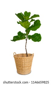 Potted Ficus Larata Or Fiddle Leaf Fig Tree Isolated On White Background.