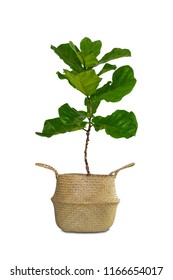 Potted Ficus Larata Or Fiddle Leaf Fig Tree Isolated On White Background.