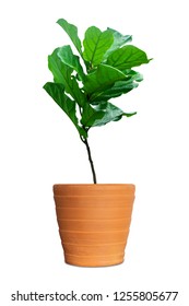 Potted Ficus Larata Or Fiddle Leaf Fig Tree Isolated On White Background.