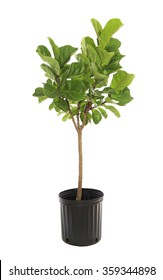 Potted Ficus Larata Or Fiddle Leaf Fig Tree Isolated On White