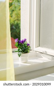 Potted Flower Eustoma On Windowsill And Open Window. Natural Light At Sunny Day. Comfort Home Zone. Home Hobby Gardening